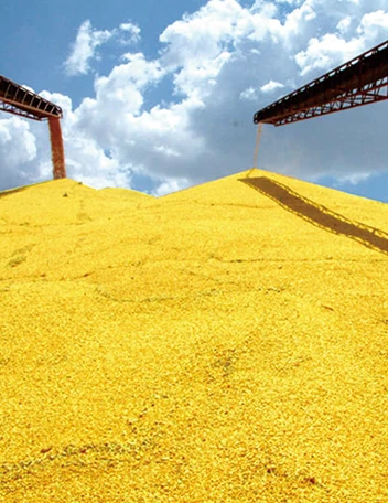Corn feedstock